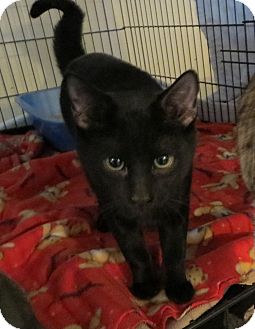 Domestic Shorthair Cat for Sale in Geneseo, Illinois - Dexter Domestic Shorthair Cat for Sale in Geneseo, Illinois - Dexter