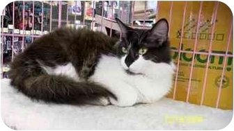 Domestic Longhair Cat for Sale in Sacramento, California - Mackenzie Domestic Longhair Cat for Sale in Sacramento, California - Mackenzie