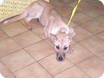 Collie/Shepherd (Unknown Type) Mix Dog for Sale in New Castle, Pennsylvania - Collie/Shepherd (Unknown Type) Mix Dog for Sale in New Castle, Pennsylvania -