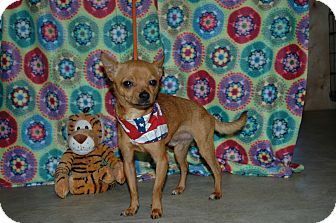 Chihuahua Dog for Sale in san antonio, Texas - Pedro Chihuahua Dog for Sale in san antonio, Texas - Pedro
