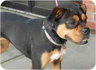 Rottweiler Mix Dog for Sale in Loudonville, New York - Samantha (formerly MaMa) Rottweiler Mix Dog for Sale in Loudonville, New York - Samantha (formerly MaMa)