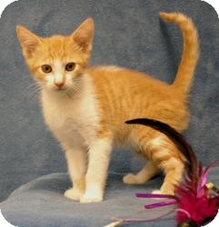 Domestic Shorthair Kitten for Sale in Sacramento, California - Sully Domestic Shorthair Kitten for Sale in Sacramento, California - Sully
