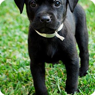 Bernese Mountain Dog/Rottweiler Mix Puppy for Sale in Torrance, California - MIA Bernese Mountain Dog/Rottweiler Mix Puppy for Sale in Torrance, California - MIA