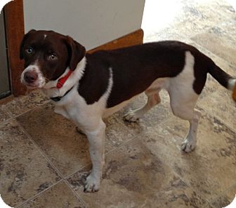 Spaniel (Unknown Type)/Terrier (Unknown Type, Medium) Mix Dog for Sale in Danbury, Connecticut - Bob Spaniel (Unknown Type)/Terrier (Unknown Type, Medium) Mix Dog for Sale in Danbury, Connecticut - Bob