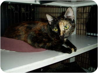Domestic Shorthair Cat for Sale in Little Rock, Arkansas - Leah Domestic Shorthair Cat for Sale in Little Rock, Arkansas - Leah
