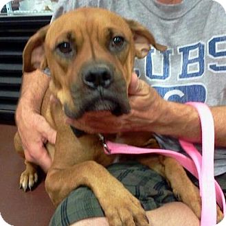 Boxer Mix Dog for Sale in Scottsdale, Arizona - Veronica Boxer Mix Dog for Sale in Scottsdale, Arizona - Veronica