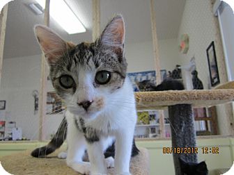 Domestic Mediumhair Kitten for Sale in Bunnell, Florida - Sassy Domestic Mediumhair Kitten for Sale in Bunnell, Florida - Sassy