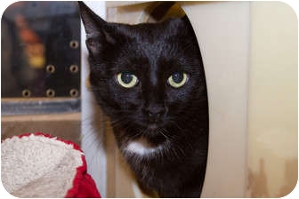 Domestic Shorthair Cat for Sale in Irvine, California - Nina Domestic Shorthair Cat for Sale in Irvine, California - Nina