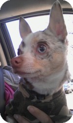 Chihuahua Dog for Sale in Marlton, New Jersey - Dakota rare blue merle Chihuahua Dog for Sale in Marlton, New Jersey - Dakota rare blue merle