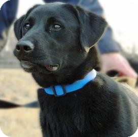 Labrador Retriever Mix Dog for Sale in Cheyenne, Wyoming - Tigger Labrador Retriever Mix Dog for Sale in Cheyenne, Wyoming - Tigger