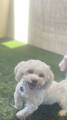 Los Angeles Ca Shih Tzu Poodle Miniature Meet Lucky A Pet For