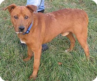 Retriever (Unknown Type)/Shepherd (Unknown Type) Mix Dog for Sale in Lisbon, Ohio - Owen Retriever (Unknown Type)/Shepherd (Unknown Type) Mix Dog for Sale in Lisbon, Ohio - Owen
