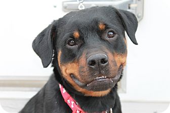 Rottweiler Dog for Sale in Gilbert, Arizona - Riley Rottweiler Dog for Sale in Gilbert, Arizona - Riley