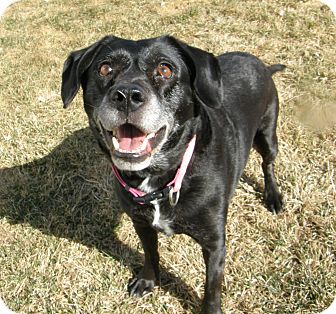 Labrador Retriever Mix Dog for Sale in Meridian, Idaho - Jimmies Labrador Retriever Mix Dog for Sale in Meridian, Idaho - Jimmies