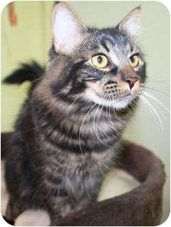 Domestic Mediumhair Cat for Sale in Edmonton, Alberta - Meg Domestic Mediumhair Cat for Sale in Edmonton, Alberta - Meg