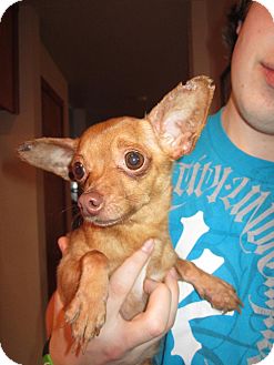 Chihuahua Mix Dog for Sale in Bellingham, Washington - Nutmeg Chihuahua Mix Dog for Sale in Bellingham, Washington - Nutmeg