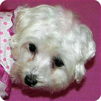Maltese Dog for Sale in Burneyville, Oklahoma - BONNIE JEAN - ADOPTION PENDING Maltese Dog for Sale in Burneyville, Oklahoma - BONNIE JEAN - ADOPTION PENDING