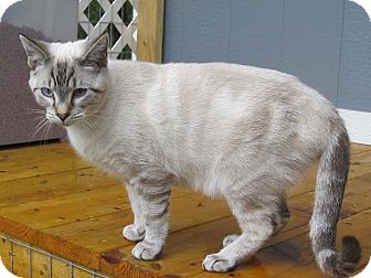 Colorpoint Shorthair Cat for Sale in Bedford, Virginia - Laki Colorpoint Shorthair Cat for Sale in Bedford, Virginia - Laki