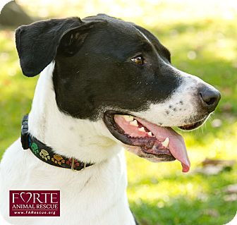 Pointer/Great Dane Mix Dog for Sale in Marina del Rey, California - Oggi Pointer/Great Dane Mix Dog for Sale in Marina del Rey, California - Oggi