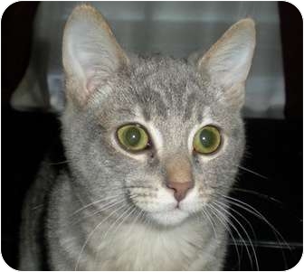 Domestic Shorthair Cat for Sale in North Highlands, California - Maine Domestic Shorthair Cat for Sale in North Highlands, California - Maine