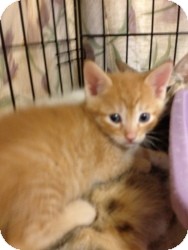 Domestic Shorthair Kitten for Sale in Fort Lauderdale, Florida - Andy Domestic Shorthair Kitten for Sale in Fort Lauderdale, Florida - Andy