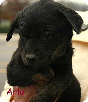 Terrier (Unknown Type, Medium)/Shepherd (Unknown Type) Mix Puppy for Sale in Danbury, Connecticut - Arlo Terrier (Unknown Type, Medium)/Shepherd (Unknown Type) Mix Puppy for Sale in Danbury, Connecticut - Arlo