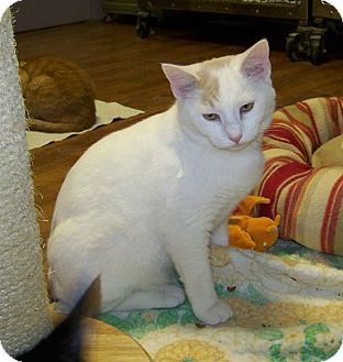 Domestic Mediumhair Cat for Sale in Dover, Ohio - Lee Domestic Mediumhair Cat for Sale in Dover, Ohio - Lee