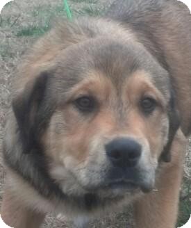 Great Pyrenees/German Shepherd Dog Mix Puppy for Sale in Washington, D.C. - Bernie Great Pyrenees/German Shepherd Dog Mix Puppy for Sale in Washington, D.C. - Bernie