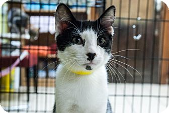Domestic Shorthair Cat for Sale in Grand Rapids, Michigan - Tori Domestic Shorthair Cat for Sale in Grand Rapids, Michigan - Tori