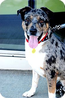 Australian Cattle Dog/Australian Shepherd Mix Dog for Sale in Los Angeles, California - Sailor Australian Cattle Dog/Australian Shepherd Mix Dog for Sale in Los Angeles, California - Sailor
