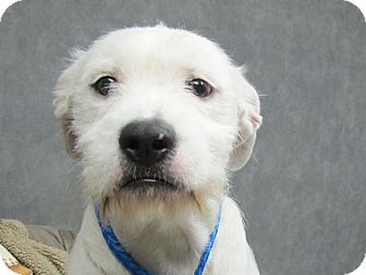 Old English Sheepdog/Terrier (Unknown Type, Medium) Mix Puppy for Sale in Harrisonburg, Virginia - Beckett Old English Sheepdog/Terrier (Unknown Type, Medium) Mix Puppy for Sale in Harrisonburg, Virginia - Beckett