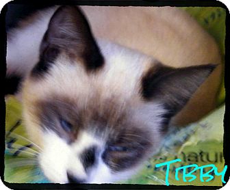 Snowshoe Kitten for Sale in anywhere, New Hampshire - Tibby Snowshoe Kitten for Sale in anywhere, New Hampshire - Tibby