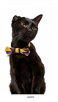 Domestic Shorthair Cat for Sale in New York, New York - Horatio Domestic Shorthair Cat for Sale in New York, New York - Horatio