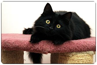 Domestic Mediumhair Cat for Sale in Sterling Heights, Michigan - Sig - ADOPTED! Domestic Mediumhair Cat for Sale in Sterling Heights, Michigan - Sig - ADOPTED!