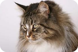 Domestic Longhair Cat for Sale in Lancaster, Massachusetts - Katie Domestic Longhair Cat for Sale in Lancaster, Massachusetts - Katie