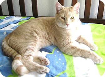 Domestic Shorthair Cat for Sale in North Highlands, California - Finch Domestic Shorthair Cat for Sale in North Highlands, California - Finch