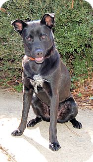 Shepherd (Unknown Type)/Labrador Retriever Mix Dog for Sale in Glastonbury, Connecticut - Bobby McGee~adopted! Shepherd (Unknown Type)/Labrador Retriever Mix Dog for Sale in Glastonbury, Connecticut - Bobby McGee~adopted!