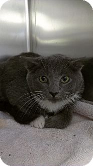 Domestic Shorthair Kitten for Sale in Richboro, Pennsylvania - Josh Hutcherson Domestic Shorthair Kitten for Sale in Richboro, Pennsylvania - Josh Hutcherson