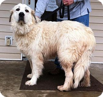 Great Pyrenees Mix Dog for Sale in Danbury, Connecticut - Zeba PUREBRED Great Pyrenees Mix Dog for Sale in Danbury, Connecticut - Zeba PUREBRED