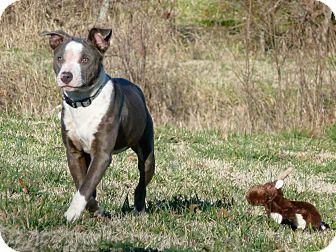Bull Terrier/American Staffordshire Terrier Mix Puppy for Sale in Glastonbury, Connecticut - Pixie Pickles~meet me~ Bull Terrier/American Staffordshire Terrier Mix Puppy for Sale in Glastonbury, Connecticut - Pixie Pickles~meet me~