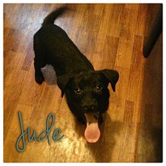 Labrador Retriever/Basenji Mix Puppy for Sale in Westland, Michigan - Jude Labrador Retriever/Basenji Mix Puppy for Sale in Westland, Michigan - Jude
