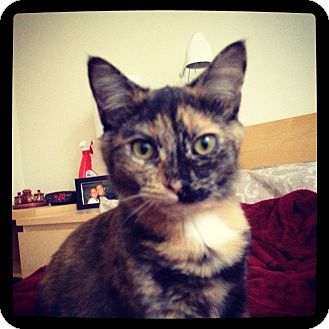 American Shorthair Kitten for Sale in Great Mills, Maryland - Lavender American Shorthair Kitten for Sale in Great Mills, Maryland - Lavender