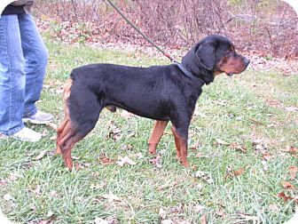 Rottweiler Mix Dog for Sale in New Castle, Pennsylvania - Rottweiler Mix Dog for Sale in New Castle, Pennsylvania -
