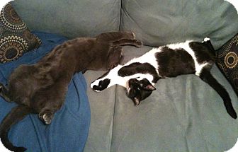 Domestic Shorthair Cat for Sale in Mississauga, Ontario, Ontario - Suzie Q Domestic Shorthair Cat for Sale in Mississauga, Ontario, Ontario - Suzie Q
