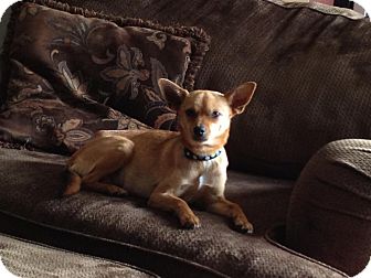 Chihuahua Mix Dog for Sale in Broomfield, Colorado - Abbie Chihuahua Mix Dog for Sale in Broomfield, Colorado - Abbie