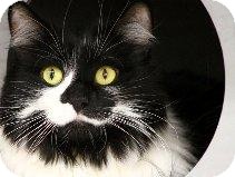 Domestic Mediumhair Cat for Sale in Mesa, Arizona - Olivia Domestic Mediumhair Cat for Sale in Mesa, Arizona - Olivia