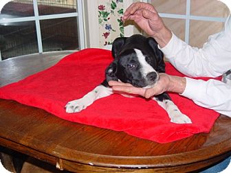 Labrador Retriever/Boxer Mix Dog for Sale in Manchester, Connecticut - COMET in Ct Labrador Retriever/Boxer Mix Dog for Sale in Manchester, Connecticut - COMET in Ct