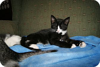 Domestic Shorthair Kitten for Sale in Bensalem, Pennsylvania - Merlin Domestic Shorthair Kitten for Sale in Bensalem, Pennsylvania - Merlin