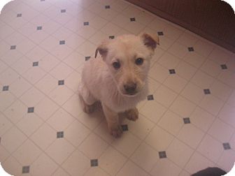 Labrador Retriever Mix Puppy for Sale in Pelham, New York - Tamiko Labrador Retriever Mix Puppy for Sale in Pelham, New York - Tamiko