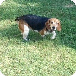 Beagle Mix Dog for Sale in Houston, Texas - Diamond Beagle Mix Dog for Sale in Houston, Texas - Diamond